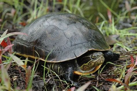 Chicken Turtle - Facts, Diet, Habitat & Pictures on Animalia.bio