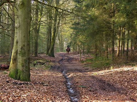 On A Ride Through The Forest 12 Februari 2022 Joeke Pieters Flickr