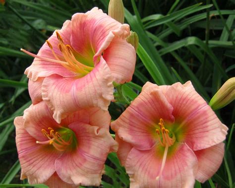 Hemerocallis Janice Brown