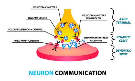 Neuron Diagram Synapse