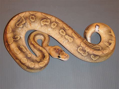 morph list world  ball pythons