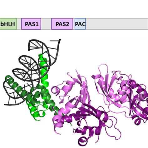 Structure Organization Of Basic Helix Loop Helix Per ARNT SIM