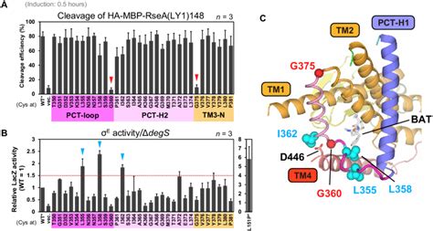 Cysteine Scanning Mutagenesis Analysis Of The Pct H And The Adjacent