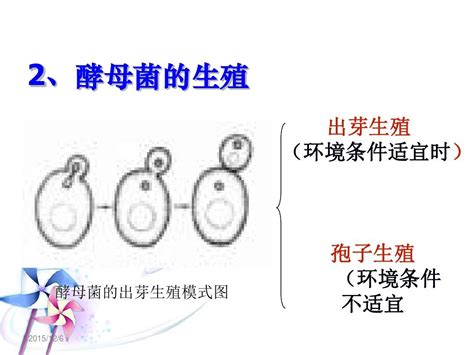 酵母菌和霉菌word文档在线阅读与下载无忧文档