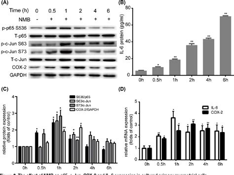 Figure 2 From Neuromedin B Mediates Il 6 And Cox 2 Expression Through