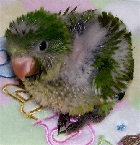 1000+ images about Baby Parrots on Pinterest | Scarlet, New babies and Grey