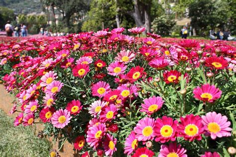 Field of Red and Yellow Daisies Stock Image - Image of euroflora ...