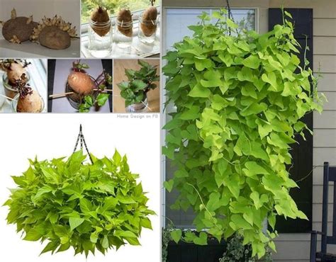 grow  potato vine plant