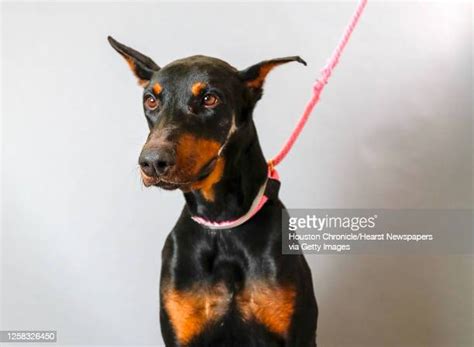 62 Doberman Pinscher Mix Stock Photos, High-Res Pictures, and Images - Getty Images