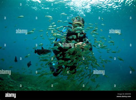 Diver Swimming In Balmorhea State Park In Texas Stock Photo Alamy