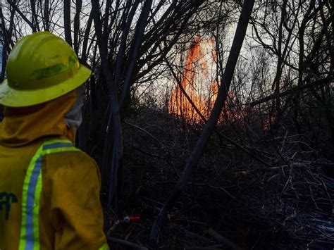 Incendio Forestal En Región De Ñuble Declaran Alerta Roja Para La