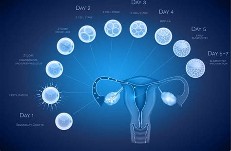 Blastocyst culture and transfer