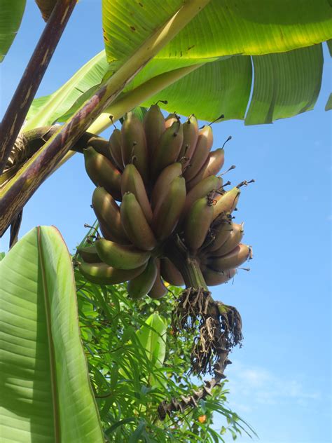 Pisang Raja Udang Brittany Hayden