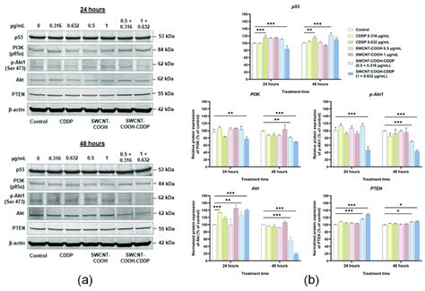 A Western Blot Images Representing The Protein Expressions Of P53 Download Scientific