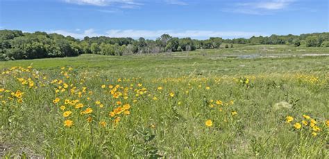 Native Shortgrass Prairie Minnetrista Mn Natural Shore