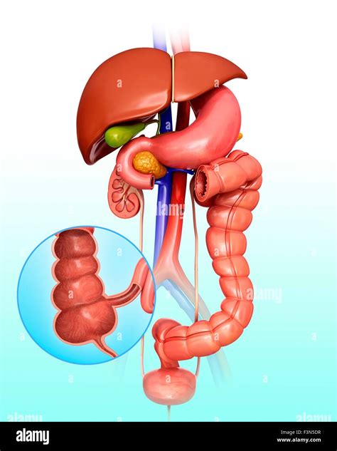 Large Intestine And Bladder Hi Res Stock Photography And Images Alamy