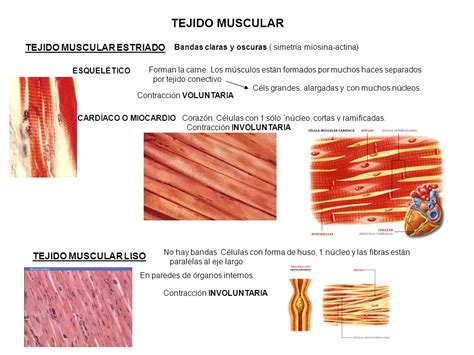 Células Musculares ¿qué Son Función Tipos Características Y Más