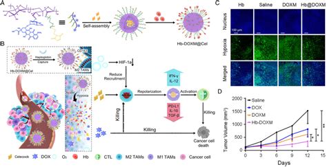 A B Schematic Illustration Of Proteincrowned Micelles For Targeting