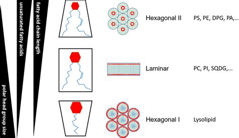 Depending On The Type Of Polar Head Group Polar Lipids Tend To Form