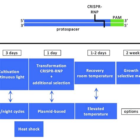 Principles Of Crispr Cas Technology In Chlamydomonas A The Dna