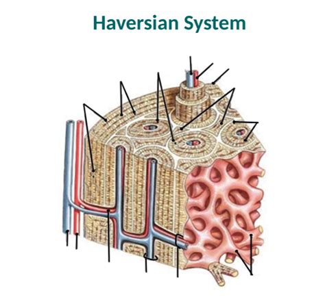 List 102 Pictures What Is The Function Of The Haversian System Sharp