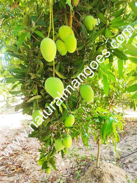 Banganapalli Mangoes Natural Mangoes Arnv Farms