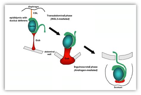 Developmental Genetics Of The Male Reproductive System 54 OFF