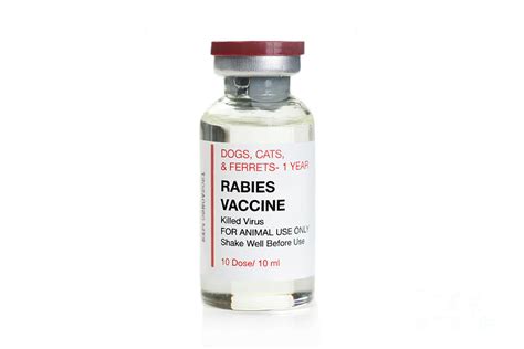 Rabies Vaccine Vial Photograph by Sherry Yates Young/science Photo ...