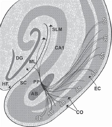 Entorhinal Cortex Cells Of Origin For The Perforant Pathway Schematic