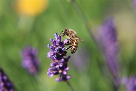 Lebah Serangga Lavender Foto Gratis Di Pixabay Pixabay