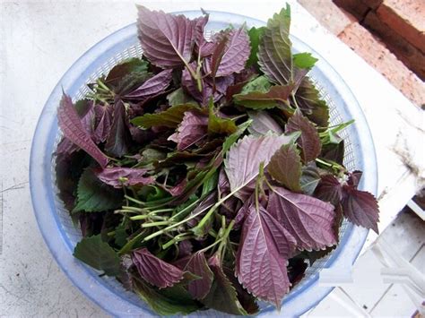 Perilla Shiso Red Edible Leaves Seeds