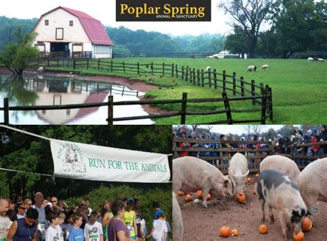 10 Famous Farm Animal Sanctuaries in USA to Visit | Vegan Universal | Farm animals, Farm ...