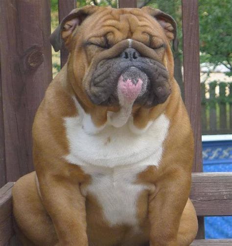 English Bulldog Pictures, Photos, and Images for Facebook, Tumblr, Pinterest, and Twitter