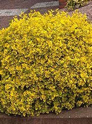 Euonymus Fort Emerald N Gold Ciprese Si