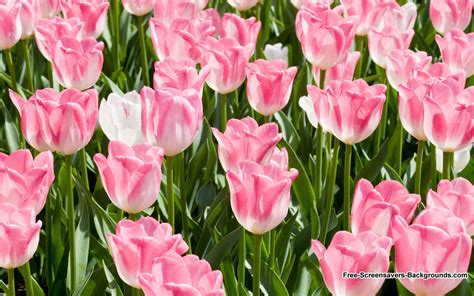 Tulip Wallpaper and Screensavers - WallpaperSafari