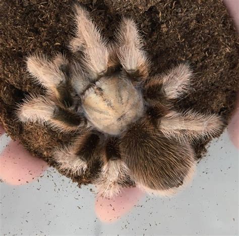 Arizona Blonde Tarantula Tarantulas Bug Pets USA Garden Grove Pet Bug Shop