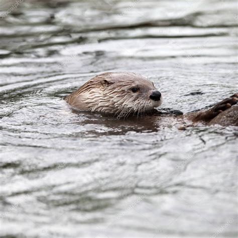 nutria europea Lutra lutra también conocida como nutria euroasiática