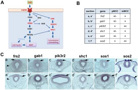 A Predicted Fgfr Signaling Pathway Map Showing Genes Obtained From Download Scientific