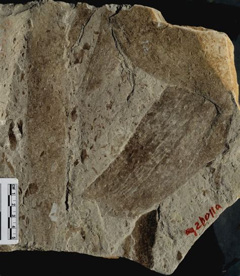 15 Billion Year Old Fossils Reveal Organisms Of Unusual Size Ars