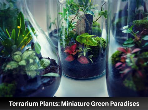 Terrarium Plants: Creating Miniature Green Paradises