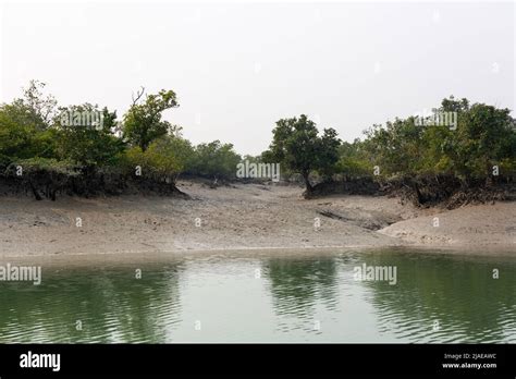 Sundarban West Bengal India December Mangrove And River