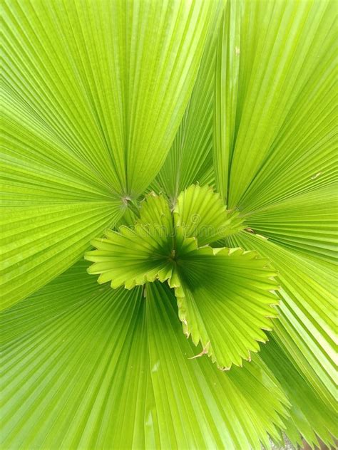 Ornamental Plant With Fan Fold Patterned Leaves Which Have Bright