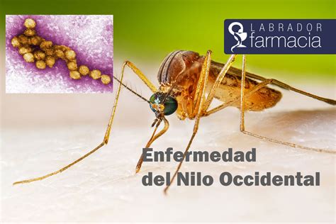 Enfermedad Del Nilo Labrador Farmacia