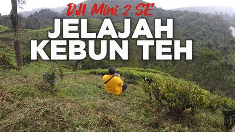 Jelajahi Kebun Teh Dengan Drone Dji Mini 2 Se Youtube