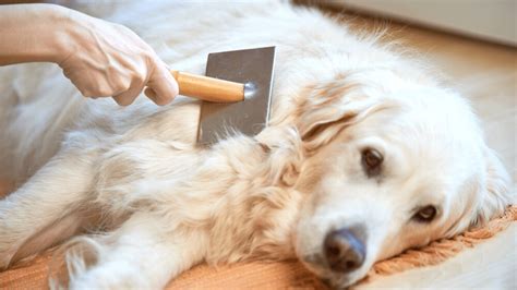 Dicas Para Escovar Os Pelos Do Cachorro Baw Waw