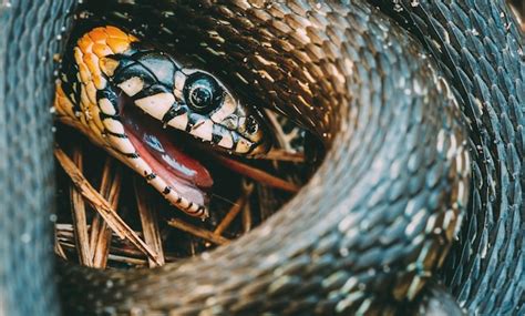 Premium Photo Close Up Of Lizard In Basket