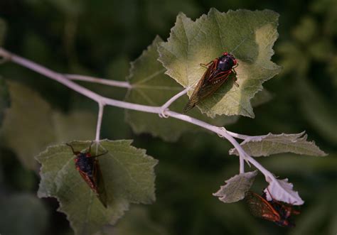 When Will The Massive Cicada Emergence Hit Illinois In 2024 Heres