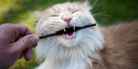 Why Do Cats Lose Their Teeth