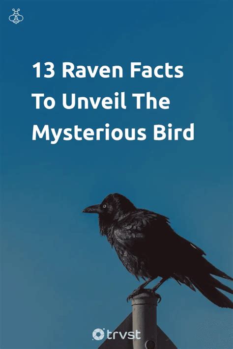 13 Raven Facts To Unveil The Mysterious Bird