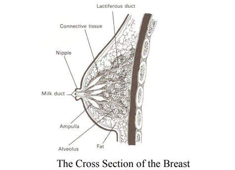 The Breast